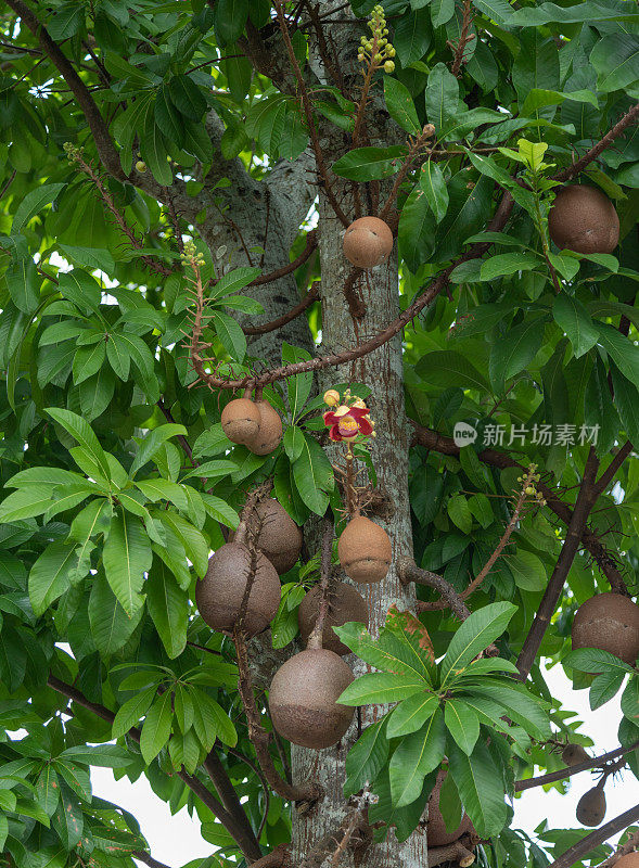 Sala花的学名为Couroupita guianensis，也有粗心树、塔拉树、龙颚树等别称，英文名为炮弹树